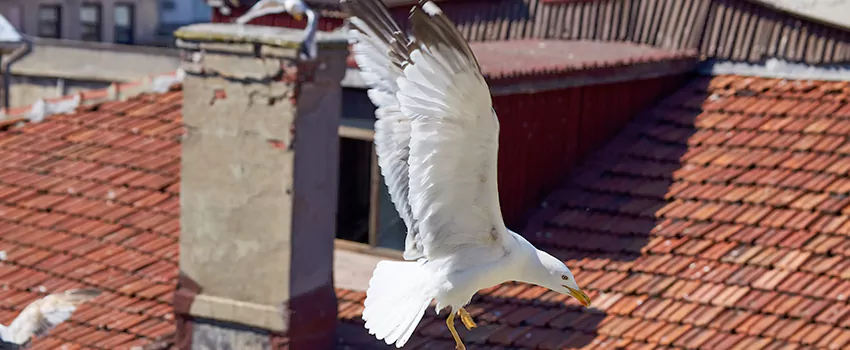 Residential Chimney Animal Removal Solution in Clearlake, CA