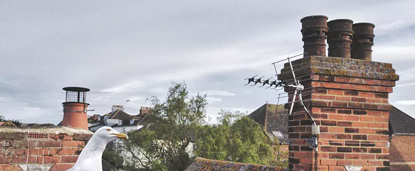 Chimney Cleaning And Restoration in Clearlake, California